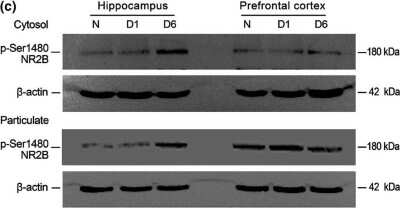 Western Blot: NMDAR2B [p Ser1480] Antibody [NB100-61103]